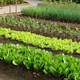 Image for article titled Pee on Your Veggies